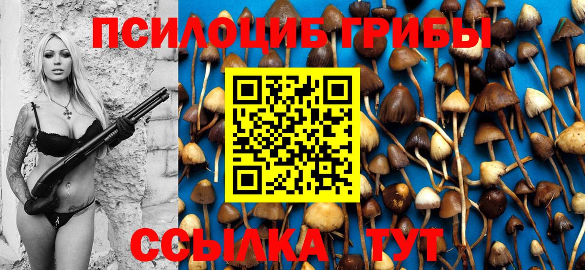 Псилоцибиновые грибы Cubensis Буйнакск